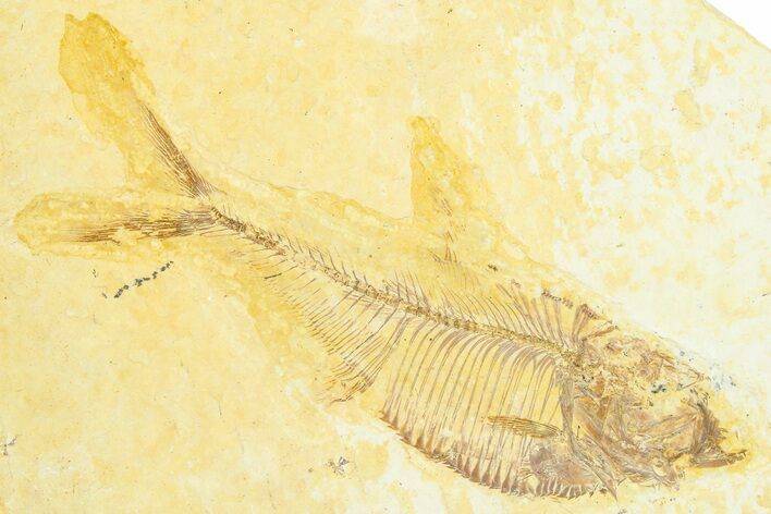 Detailed Fossil Fish (Diplomystus) - Wyoming #372322